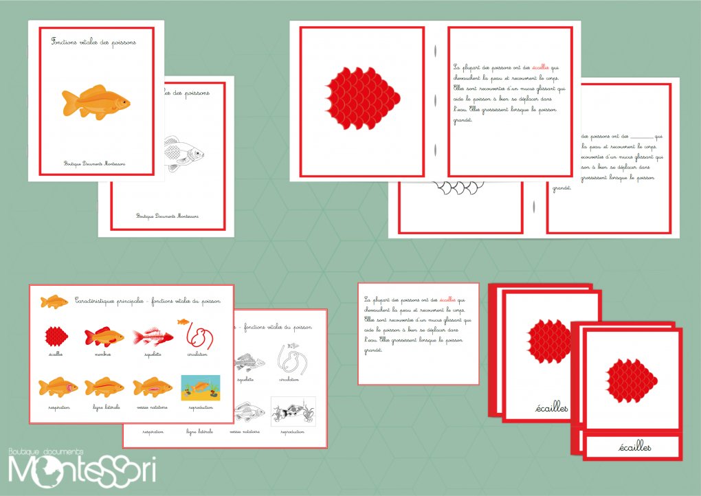 diagramme de coeur de poisson